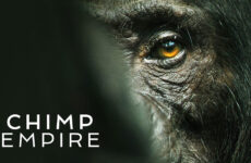 Chimp Empire