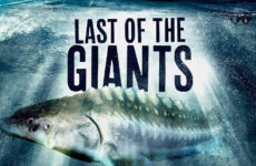 Last of the Giants