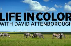 Life in Colour